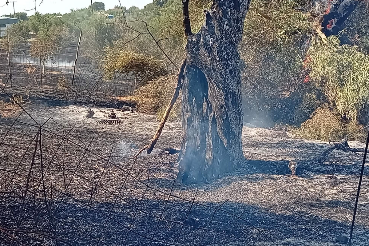 fotia agia marina 14