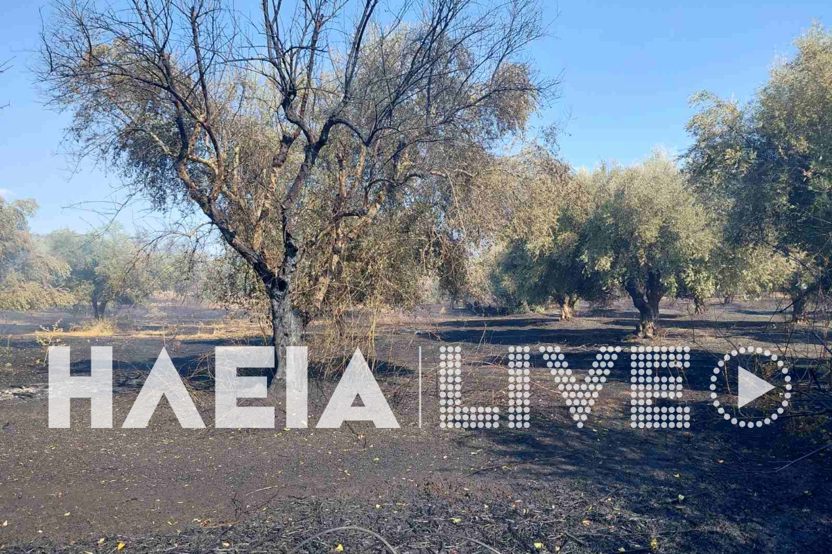 fotia agia marina 18