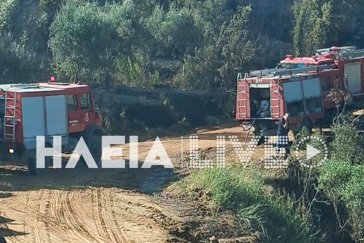 Fotia Alfeiousa mera 3