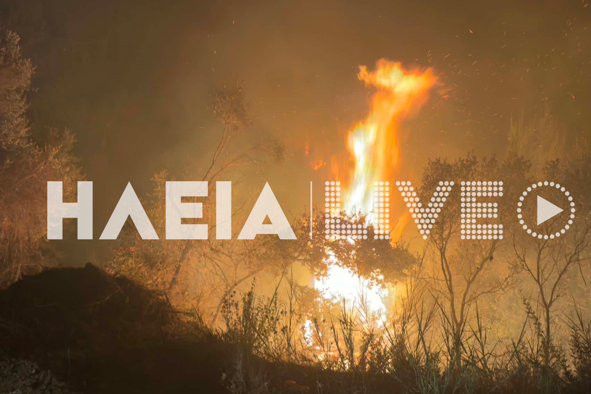 fotia alfeiousa 13