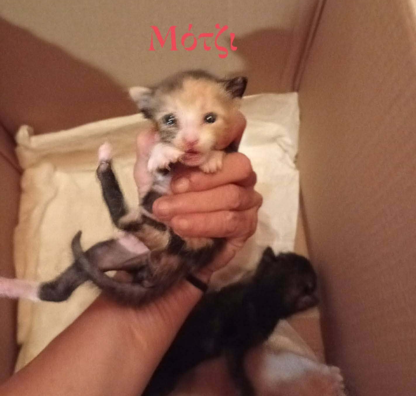 motzi