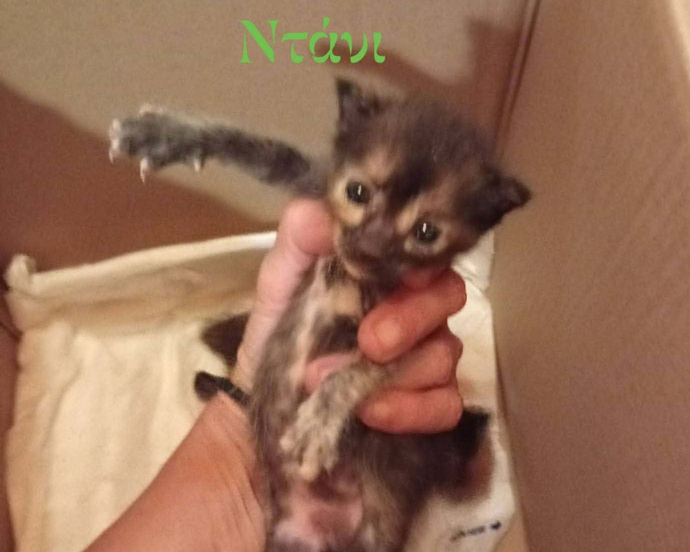 ntani