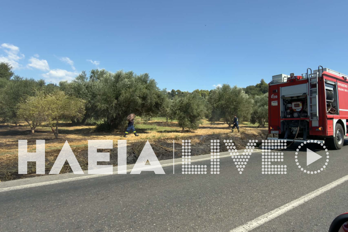 fotia agridi 2
