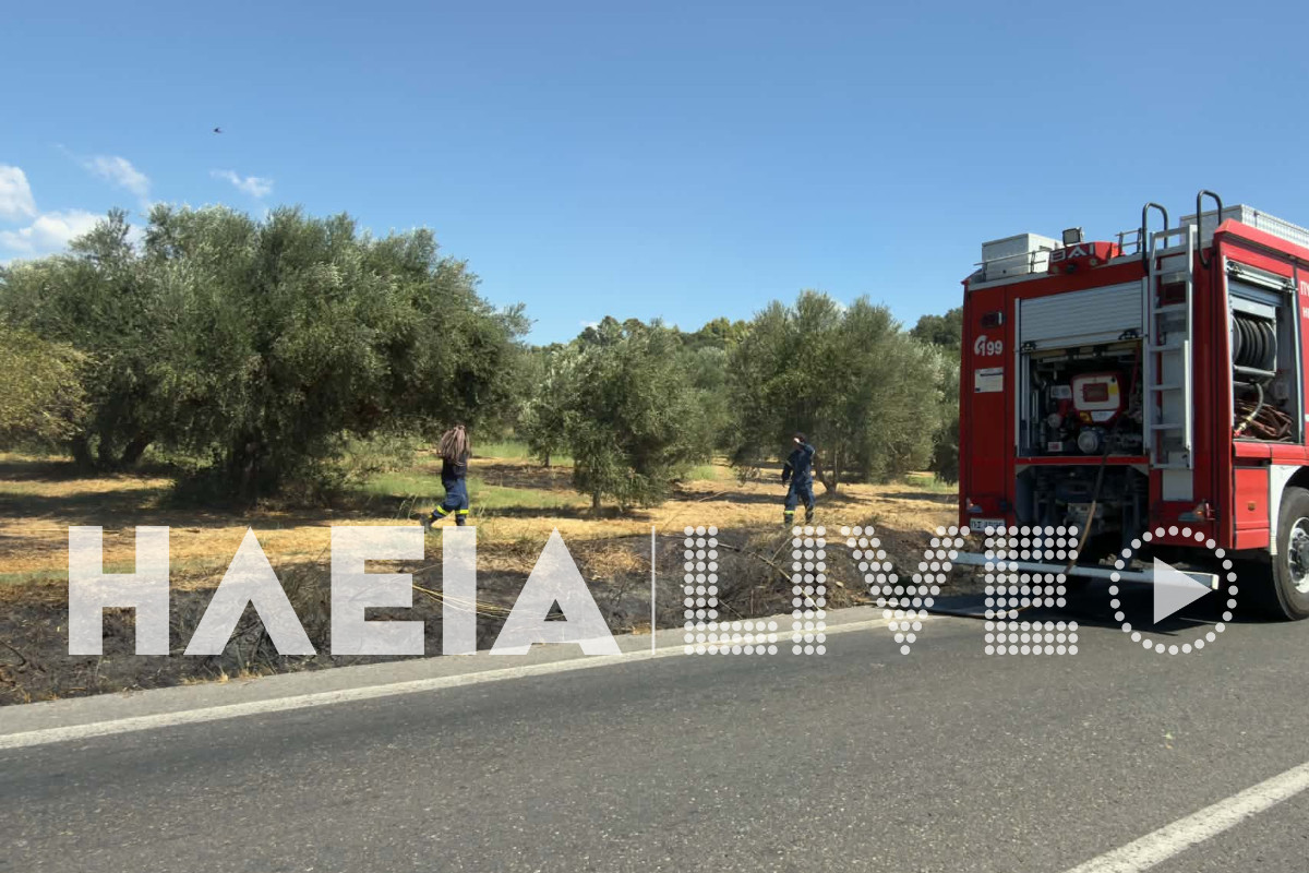 fotia agridi 3