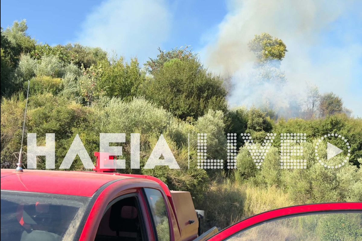 fotia diasella 13