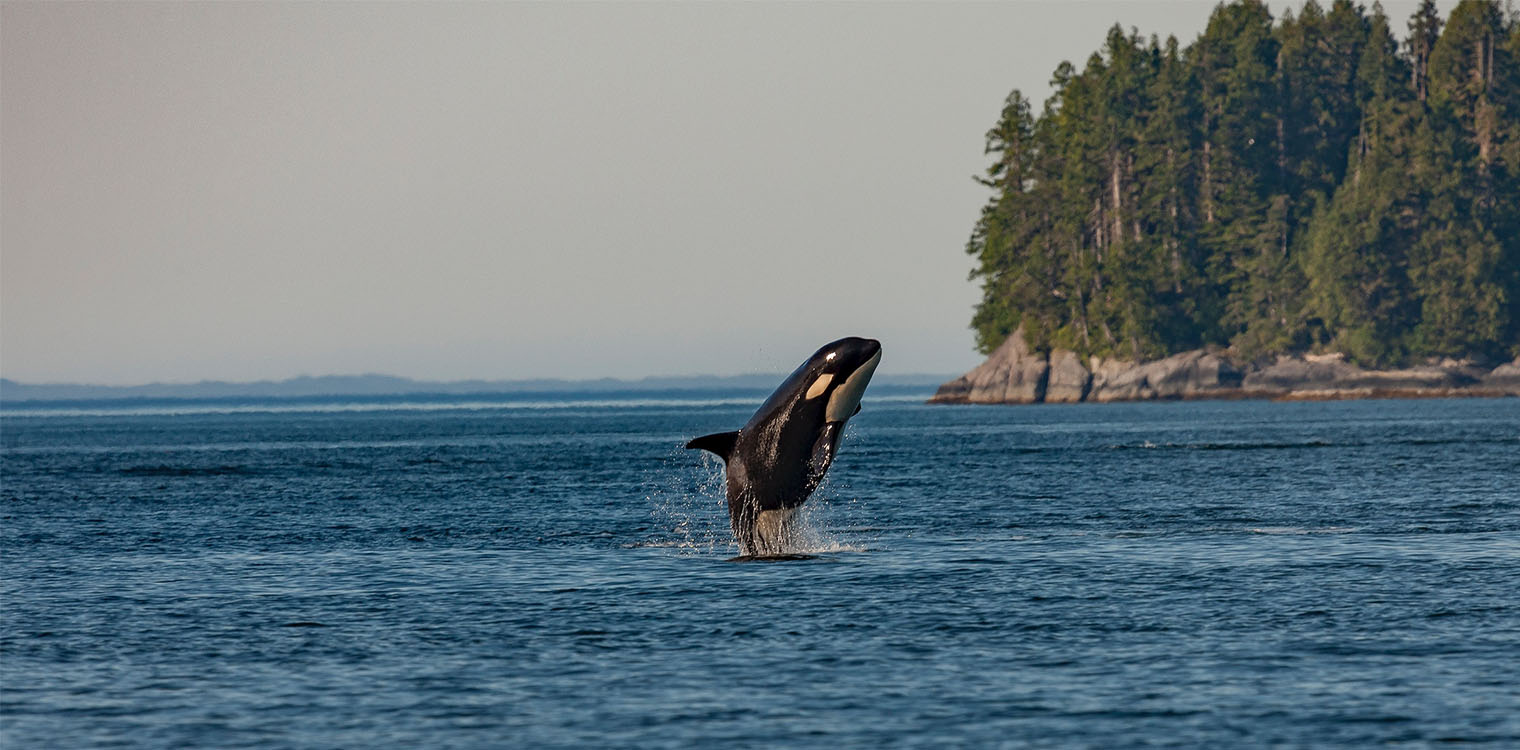 Ενυδρείο στη Φλόριντα απελευθερώνει φάλαινα όρκα 2 τόνων έπειτα από 50 χρόνια αιχμαλωσίας