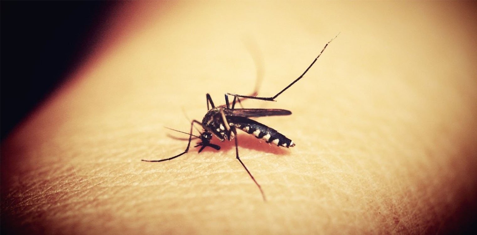 Γιατί με τσιμπάνε τα κουνούπια – Ίσως φταίει το άρωμά σας