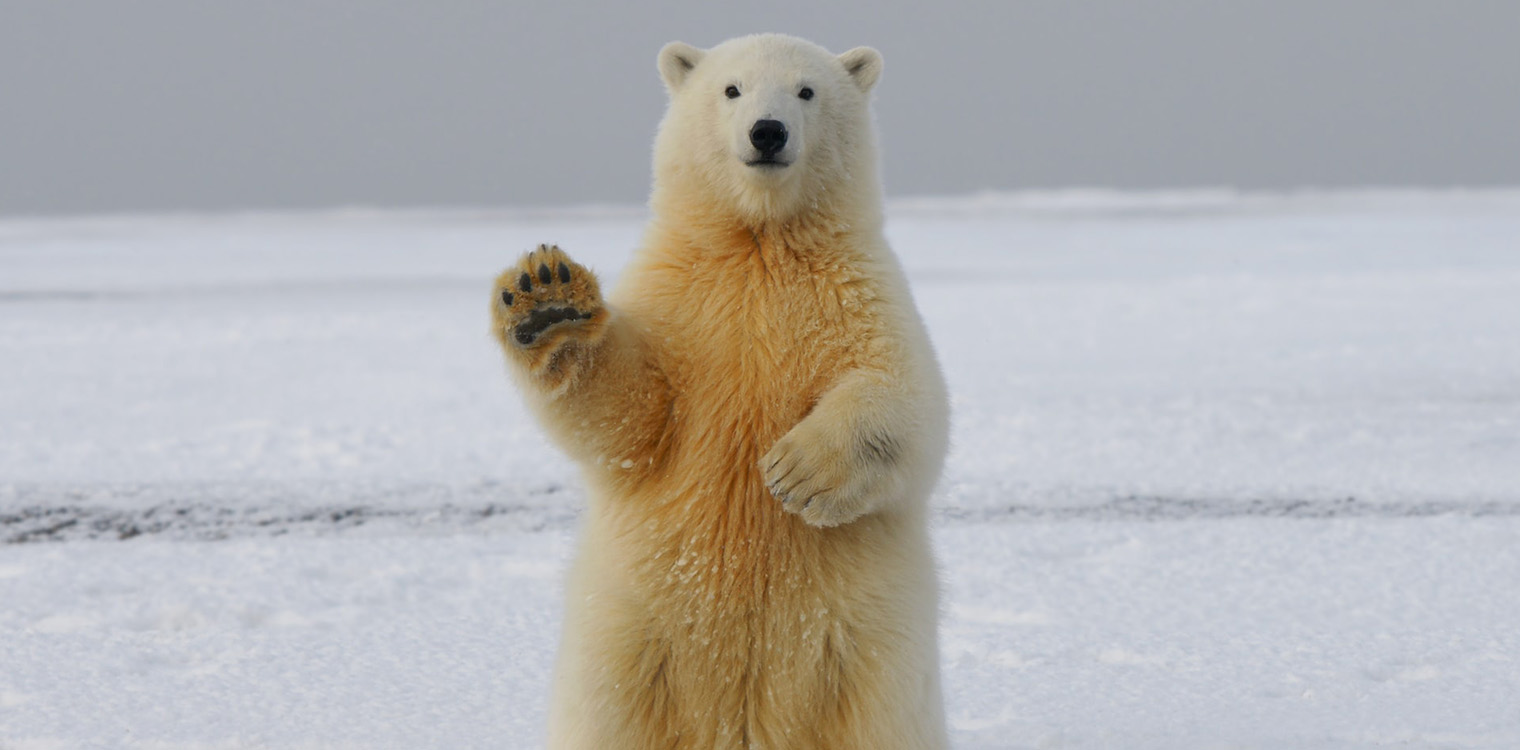 Η κλιματική αλλαγή μπορεί να μην αφανίσει τελικά τις πολικές αρκούδες - Αγέλη έμαθε να ζει σε περιοχή χωρίς πάγο