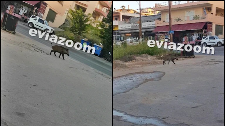 Απίστευτες σκηνές στη Χαλκίδα: Αγριογούρουνο έκοβε βόλτες μέσα στην πόλη (photos)