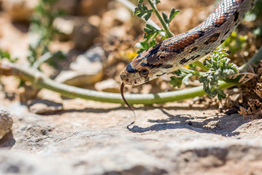 5 κινήσεις για να μην πλησιάσουν τα φίδια στο σπίτι και τον κήπο σας