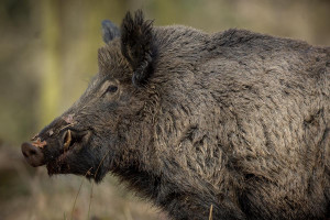 Αγριογούρουνα κατέκλυσαν το αεροδρόμιο Ιωαννίνων - Έκτακτα μέτρα από το Υπουργείο Περιβάλλοντος