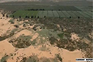 Στην Κίνα φύτευσαν εκατομμύρια δέντρα για να περιορίσουν την έρημο Γκόμπι, αλλά αυτά... ρούφηξαν το διαθέσιμο νερό