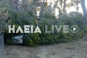 Λαστέικα: Δέντρο κατέρρευσε στο Ντόμπρινο, έκλεισε δρόμο και πλάκωσε αυτοκίνητο