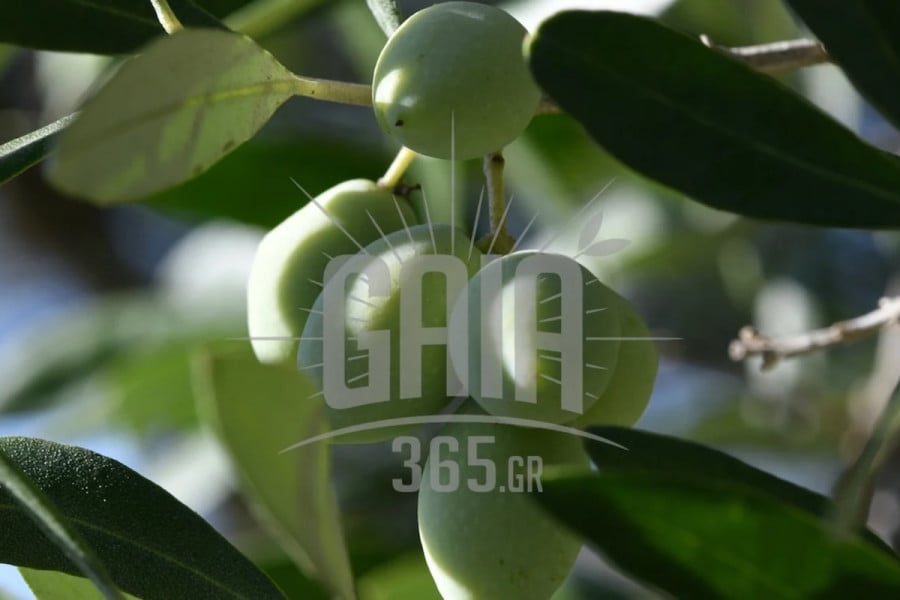 Μεσσηνία: “Καμπανάκι” από τον πρόεδρο του “Νηλέα” Γιώργο Κόκκινο - “Χαμηλή παραγωγή σε μαυρολίσιο και κορωνέικο”