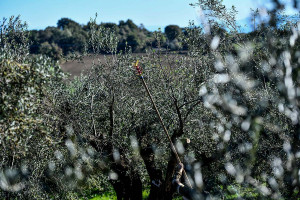 Ισπανία: Βάζουν 5.150 φωτοβολταϊκά πάνω από ελαιώνα χωρίς να κόψουν ούτε ένα δέντρο