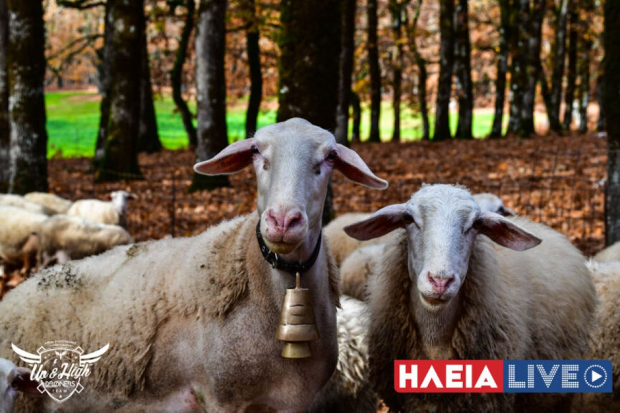 Ενίσχυση του κτηνιατρικού μηχανισμού με 49 προσλήψεις για την αντιμετώπιση της ευλογιάς