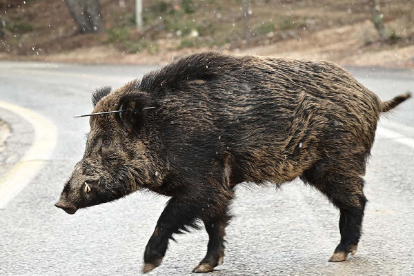Νέα τραγωδία στο Ξηρόμερο: Νεκρός 42χρονος σε τροχαίο με αγριογούρουνο