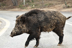 Νέα τραγωδία στο Ξηρόμερο: Νεκρός 42χρονος σε τροχαίο με αγριογούρουνο