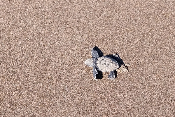 Σπιάντζα Πύργου: Τα "χελωνοσπιατζοπουλάκια" ξεσκάρισαν και έφυγαν για τη θάλασσα