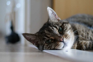 Εποχική κατάθλιψη στις γάτες – Όταν το κατοικίδιό σας έχει τα winter blues