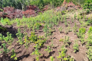 Αιτωλοακαρνανία: Πάνω από 1,35 εκατ. ευρώ το όφελος από τη χασισοφυτεία - Σύνδεση με Ηλεία, Λακωνία και Άνδρο "βρήκε" η Αστυνομία