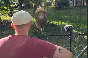 Viral βίντεο: Γάλλος μουσικός νανουρίζει αγέλη λιονταριών με το «November Rain»