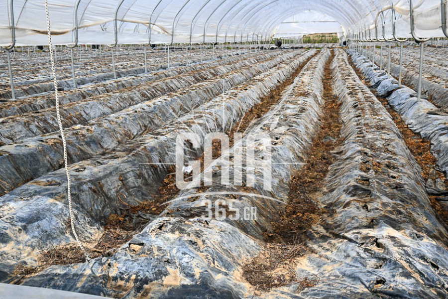 Θερμοκήπια: Υπεκαλύφθηκε κατά 80% ο προϋπολογισμός της παρέμβασης