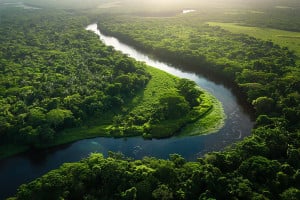 Τα δέντρα του Αμαζονίου «παχαίνουν» λόγω αυξημένων επιπέδων διοξειδίου του άνθρακα