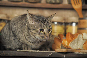 Επιτρέπεται να φάει ψωμί η γάτα; Τι πρέπει να προσέχουμε