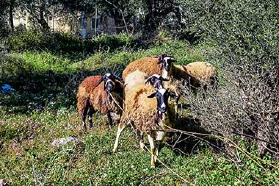 Το υπουργείο Αγροτικής Ανάπτυξης προειδοποεί τους κτηνοτρόφους για εξαπατήσεις λόγω αφθώδους πυρετού