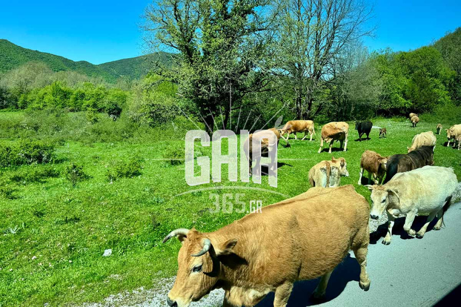 Πλήρης δικαίωση των αγελαδοτρόφων από την Ολομέλεια του Αρείου Πάγου για το καρτέλ γάλακτος