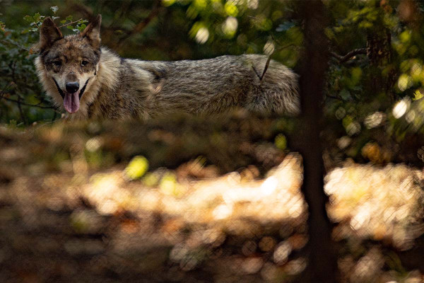 Οι λύκοι επέστρεψαν στην Πελοπόννησο μετά από σχεδόν έναν αιώνα
