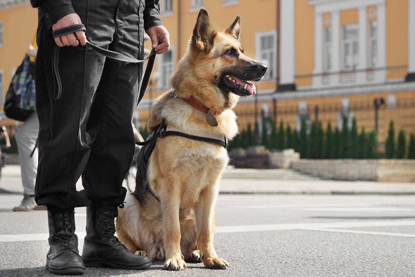 Από τη Μάγια την πρωτάρα που εξιχνίασε έγκλημα μέχρι τη Ρούζα με τη δυνατή μύτη στα ναρκωτικά: Δείτε πώς εκπαιδεύονται οι σκύλοι της ΕΛΑΣ