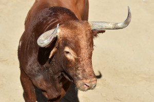 Ταύρος εν κουρείω στην Κωνσταντινούπολη: Πελάτες και προσωπικό έτρεχαν να σωθούν