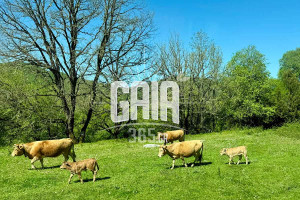 ΥΠΑΑΤ: 16,8 εκατ. ευρώ σε κτηνοτρόφους για απώλεια εισοδήματος