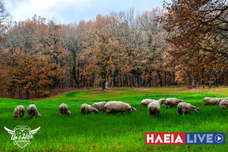 Αφθώδης πυρετός: Τί είναι, πώς μεταδίδεται στα ζώα και ποια μέτρα ελήφθησαν