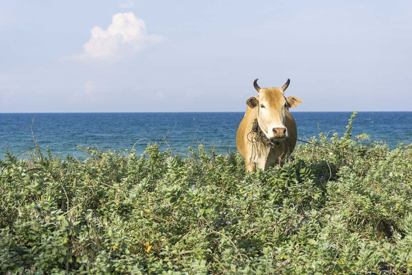 Αγρότης εγκατέλειψε 5 αγελάδες σε ένα απομακρυσμένο νησί το 1871 - «Πάγωσαν» οι επιστήμονες