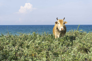 Αγρότης εγκατέλειψε 5 αγελάδες σε ένα απομακρυσμένο νησί το 1871 - «Πάγωσαν» οι επιστήμονες