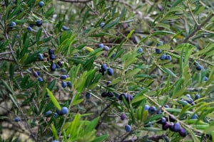 Ελιές: Η καρπόβια γενιά του πυρηνοτρήτη απαιτεί άμεση παρακολούθηση