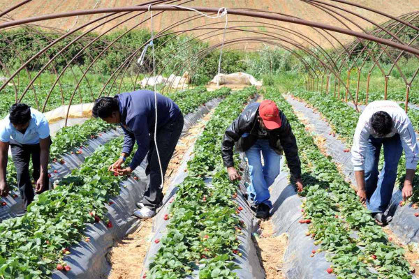 Ηλεία: Δύσκολη η ιχνηλάτηση της φυματίωσης λόγω του μεγάλου πληθυσμού εργατών γης
