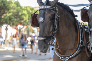 Άλογο παρέσυρε θεατή σε ιπποδρομία στη Σιένα (Βίντεο_