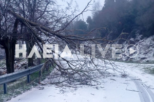 Ηλεία: Σαρώνουν ανατολικοί άνεμοι - Προβλήματα από πτώσεις δέντρων (photos)