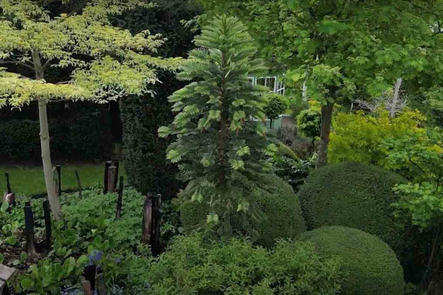 Καρποφόρησε το «δένδρο των δεινοσαύρων» - Είχε εξαφανιστεί για πάνω από 90 εκατ. χρόνια