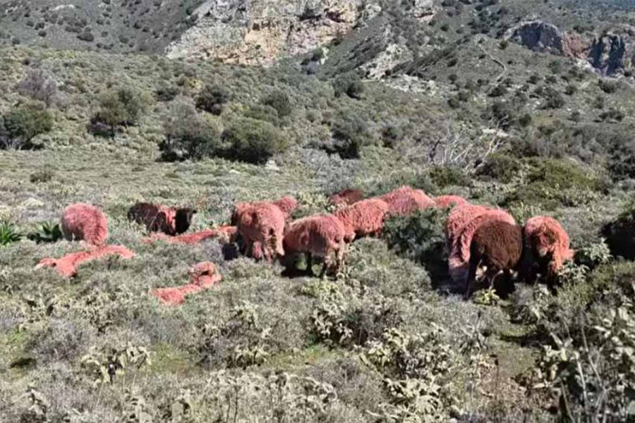 Απίστευτο κι όμως… κρητικό: Κτηνοτρόφος έβαψε κόκκινα τα πρόβατά του για να αποφύγει κλοπές (video)
