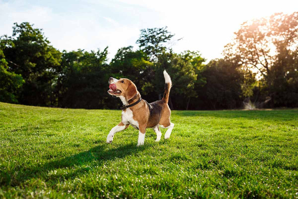 5 πράγματα που ξέρει ο σκύλος σας για εσάς που μπορεί να σας εκπλήξουν