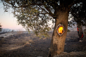 Εκτός ελέγχου η φωτιά στο Ρέθυμνο, μάχη να σωθούν κατοικίες - Μέτωπα και σε Σητεία, Μυτιλήνη