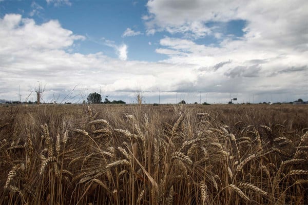 FAO: Αυξήθηκαν τον Ιούνιο οι παγκόσμιες τιμές τροφίμων