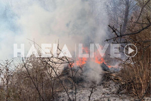 Πεύκη Δήμου Πύργου: Μεγάλη πυρκαγιά σε αναγεννημένο δάσος - Υπό μερικό έλεγχο το μέτωπο (photos)