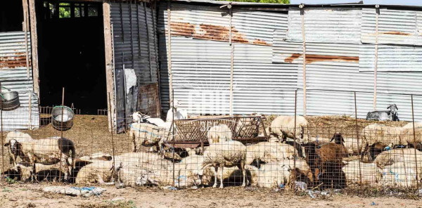 ΕΕΕΔΕ: Επικαιροποιημένα συγκεντρωτικά στοιχεία για την ευλογιά αιγοπροβάτων