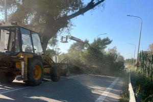 ΠΕ Ηλείας: Παρεμβάσεις αποψίλωσης επικίνδυνων δέντρων στο οδικό δίκτυο της Ηλείας